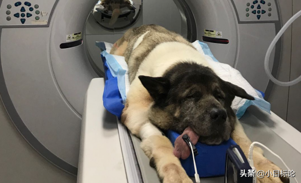 當汪星人遇到強迫症