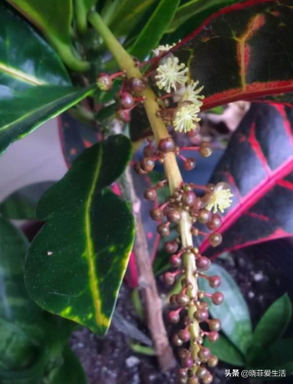 認識10種漂亮的“有毒花”，漲見識，避免傷害