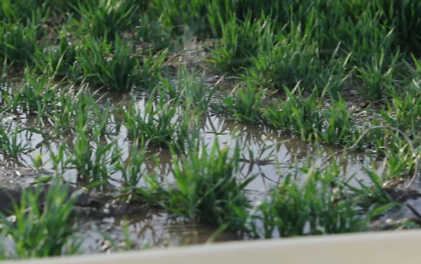 小麥冬前死苗嚴重，低溫乾旱是主因，農戶如何補救？