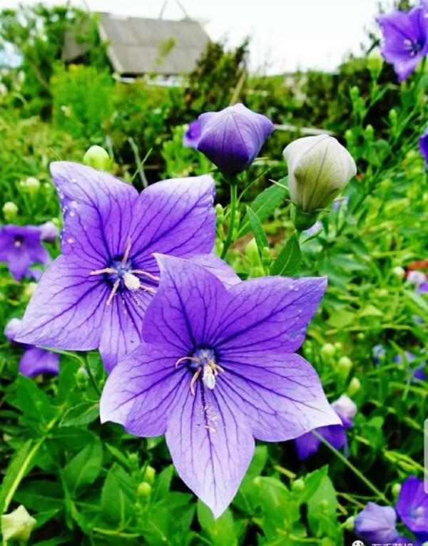 鈴兒響叮噹，迷你三胞胎：風鈴草，鈴蘭，鈴鐺花。你能分清嗎？