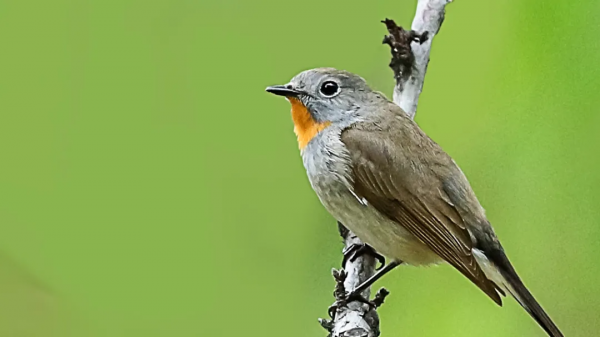 山西鳥類圖鑑 | ​紅喉姬鶲