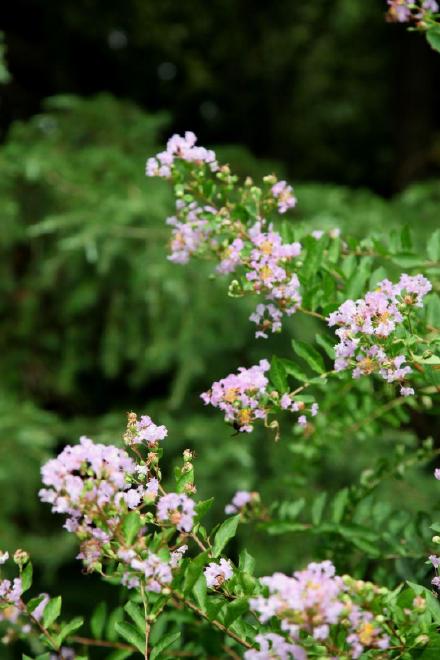 西湖邊遇見夏紫薇 西湖邊遇見夏紫薇