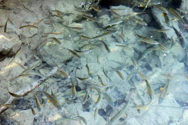 七小孔瀑布與瀑布之間生存的小魚兒