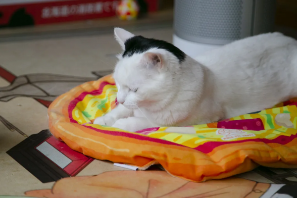 麻條條失蹤了?貓辦貓們玩兒起了劇本殺 麻條條失蹤了?貓辦貓們玩兒起了劇本殺