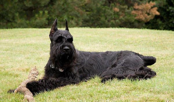 狗狗品種介紹大全！我們應該怎麼挑選適合自己的狗狗？