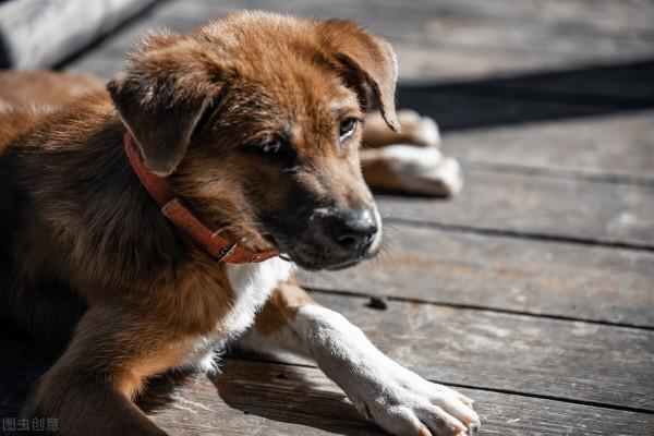 中華田園犬—如今為何這麼遭人嫌棄？