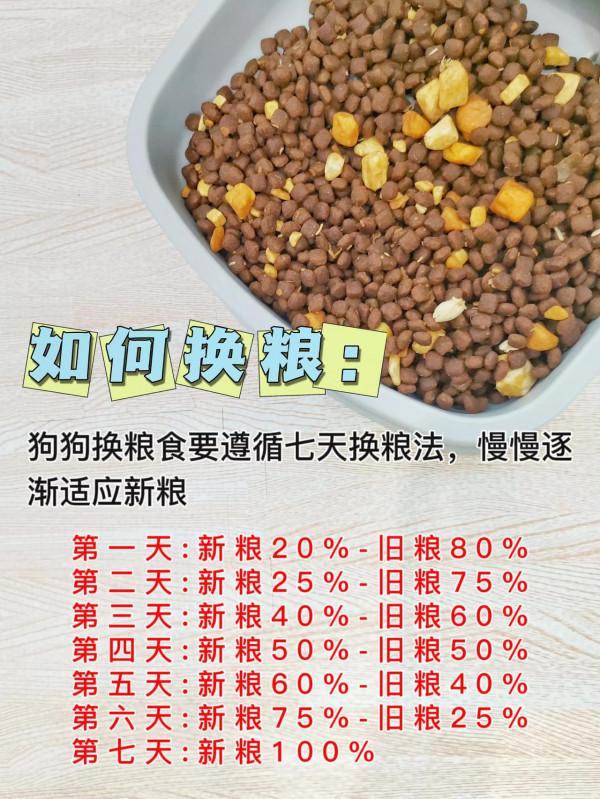 狗狗一定要正確餵養！不然就容易導致心臟病