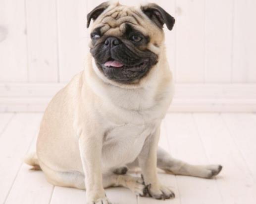 全球十大最受歡迎寵物排名，寵物貓狗成為人們首選