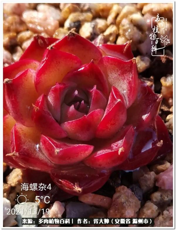 因多肉遇見滿滿的愛和美好，有多肉相伴，歲月生香