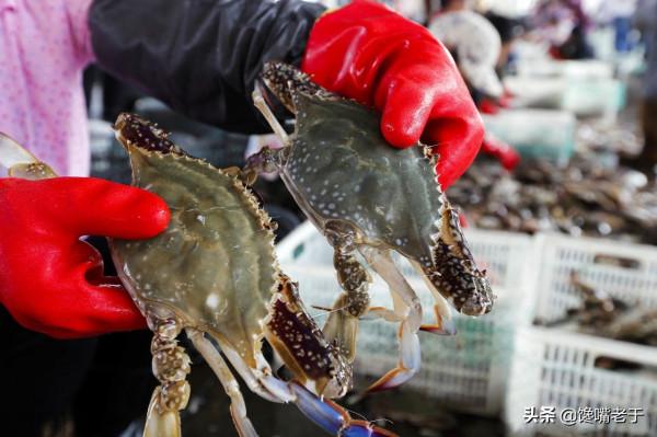 買梭子蟹：個頭大未必好，老漁民教你一招，個個“頂蓋肥”，太香