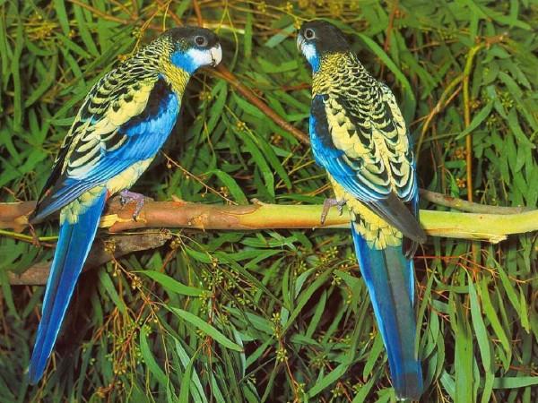 樹上的鳥兒成雙對,綠水青山帶笑顏 樹上的鳥兒成雙對,綠水青山帶笑顏