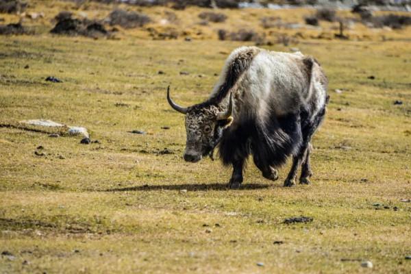 「康藏官道｜路書」翻越天險，帶你用越野的方式進藏