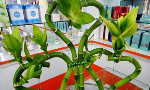 喜歡種植竹子,不用愁沒院子,將這3樣盆栽,輕鬆打造出雅緻盆景 喜歡種植竹子,不用愁沒院子,將這3樣盆栽,輕鬆打造出雅緻盆景