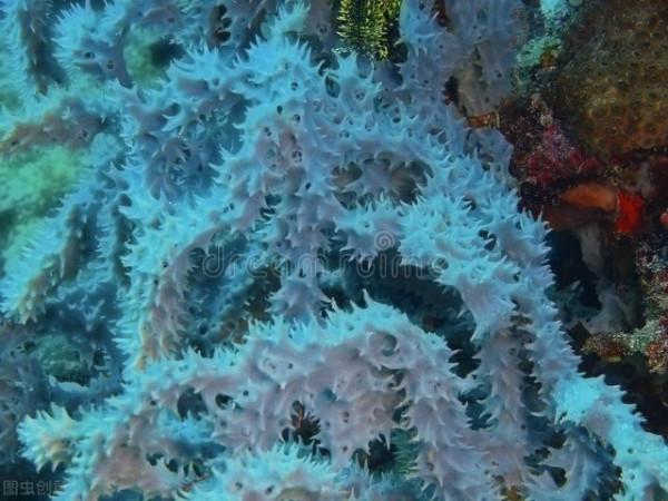 珊瑚的世界
