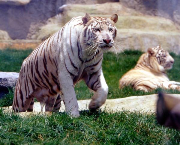 第3只出逃豹子依然找不到 杭州野生動物世界重新開放 第3只出逃豹子依然找不到 杭州野生動物世界重新開放