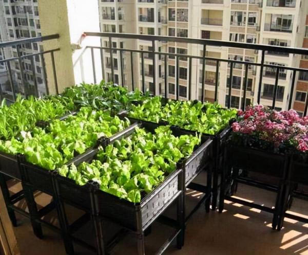 冬天種蔬菜首先這“8種”，不怕冷長得快，吃了一茬又一茬