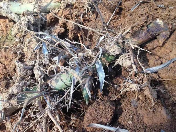 竹筒飯,叫花雞,烤番薯……廣東大山深處的美味 竹筒飯,叫花雞,烤番薯……廣東大山深處的美味