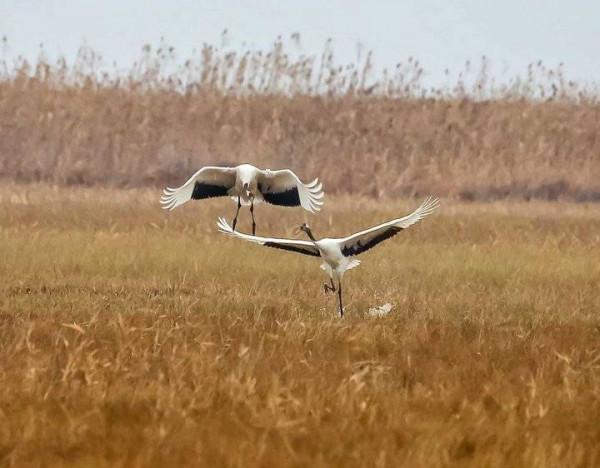 識鳥課堂|長壽吉祥鳥,國家一級保護動物丹頂鶴欣賞 識鳥課堂|長壽吉祥鳥,國家一級保護動物丹頂鶴欣賞