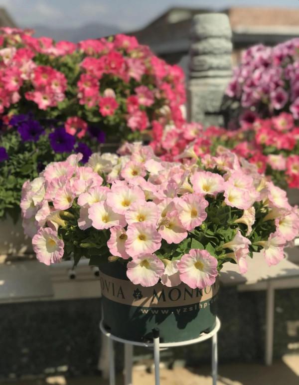 矮牽牛花，要想開花爆盆，就要大剪大修，有舍才有得