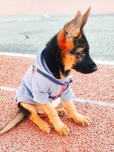 世界上最聰明的十類狗狗（二）