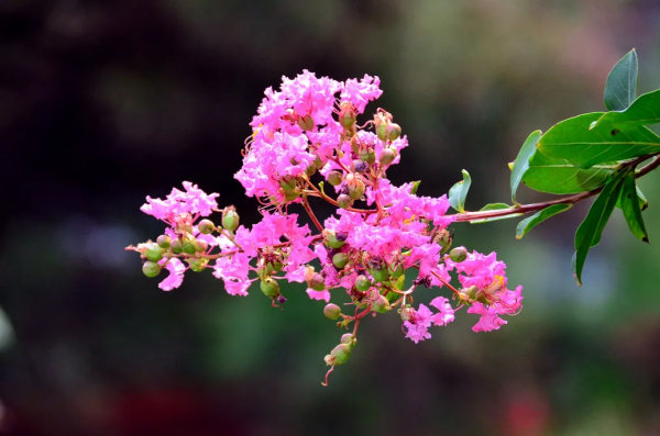 你在哪天出生，就是哪朵花，美到極致