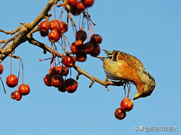 2022第一拍「百將文化」吃海棠果的燕雀