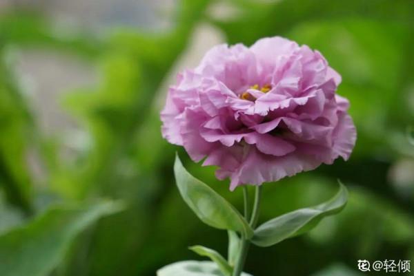 花市“一次性”的盆栽，開完花就死，未免太可惜