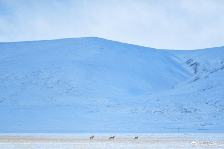 三江源國家公園黃河源園區中的高原精靈 三江源國家公園黃河源園區中的高原精靈