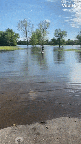 又心疼又好笑！德牧出任務追犯人，卻意外遭豪豬攻擊身中200刺