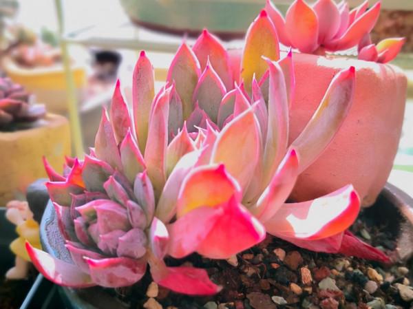 一顆火焰杯多肉八年時間的改變,曾經的小單頭變已成懸崖樁,震撼 一顆火焰杯多肉八年時間的改變,曾經的小單頭變已成懸崖樁,震撼