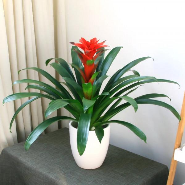 公認的“八種旺財花”,適合養在家裡,不僅寓意好,還很養人 公認的“八種旺財花”,適合養在家裡,不僅寓意好,還很養人