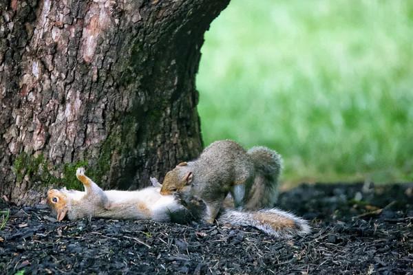 28張圖片帶你看看你不瞭解的世界，看完整個人都舒服了