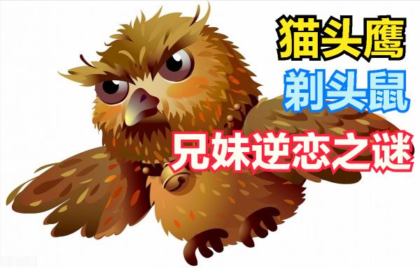 憨叔聊齋，貓頭鷹和剃頭鼠兄妹的逆戀之謎