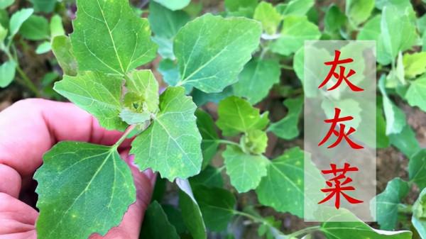 農村遍地都是的“灰菜”也是一種藥，晾乾有4種作用