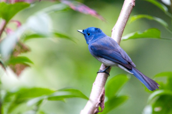 青黃兩種鳥，都是山間的精靈，誰更符合你的審美觀？
