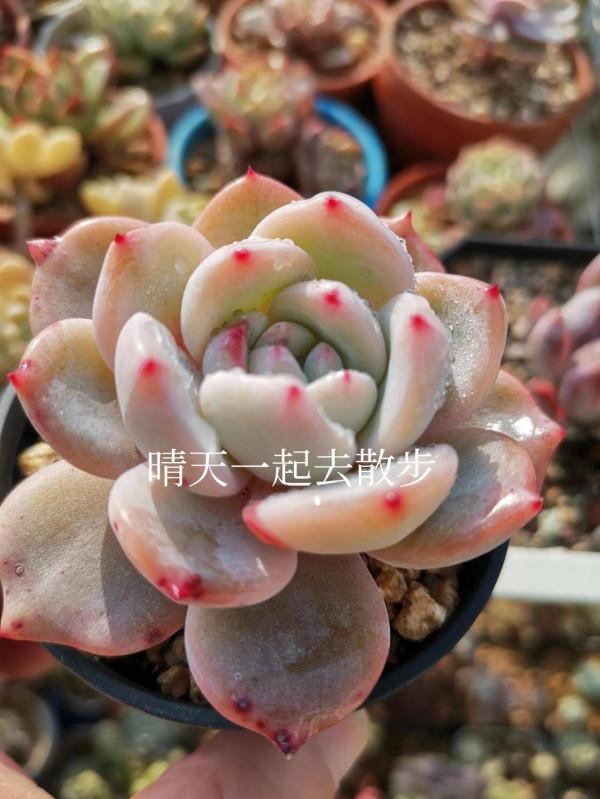 我言秋日勝春朝