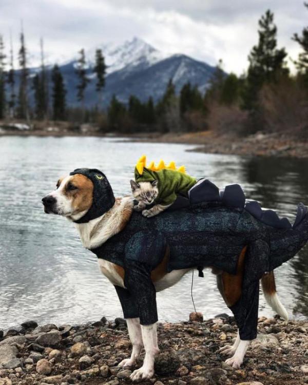 兩人一貓一狗四處探險旅行,每一幕都萌翻天 兩人一貓一狗四處探險旅行,每一幕都萌翻天