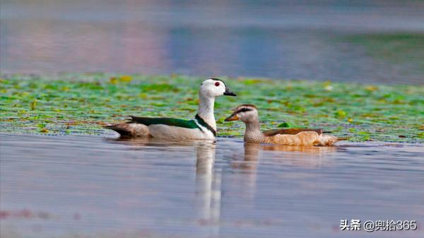 時隔117年，神秘鳥類再次現身海南島，專家：遇到了請勿打擾
