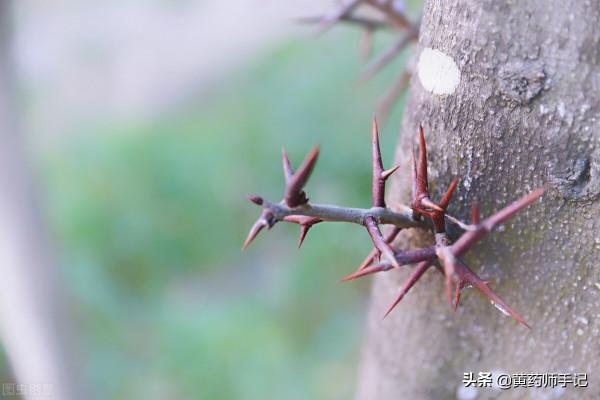 皂角刺善於祛風,用於面板起“小疙瘩”還瘙癢,以及風疹、蕁麻疹 皂角刺善於祛風,用於面板起“小疙瘩”還瘙癢,以及風疹、蕁麻疹