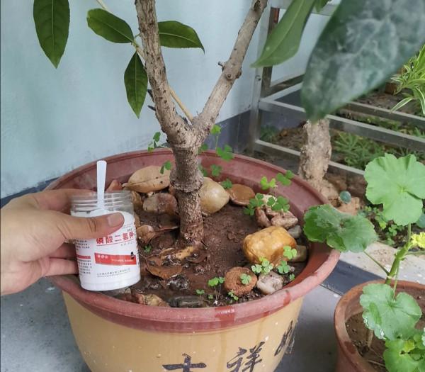 門前栽桂花“人前顯富貴”，盆栽桂花注意這4點，長成“貴人樹”