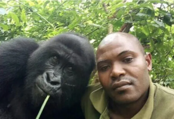 全世界最會凹造型的大猩猩，被“奶爸”呵護14年後，還是去世了