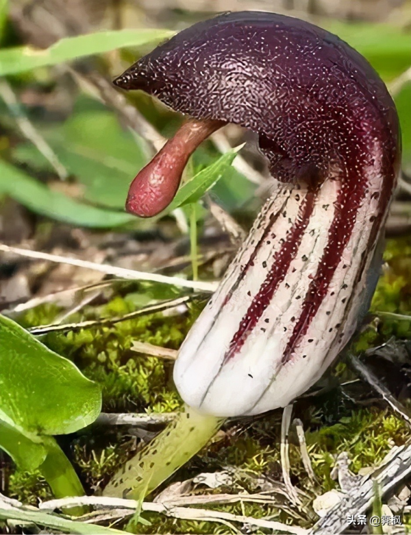 驚人相似的照片，大自然太不可思議了