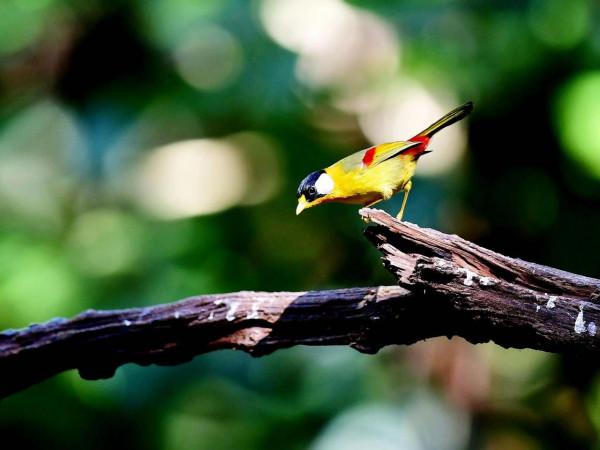 銀耳相思鳥 銀耳相思鳥