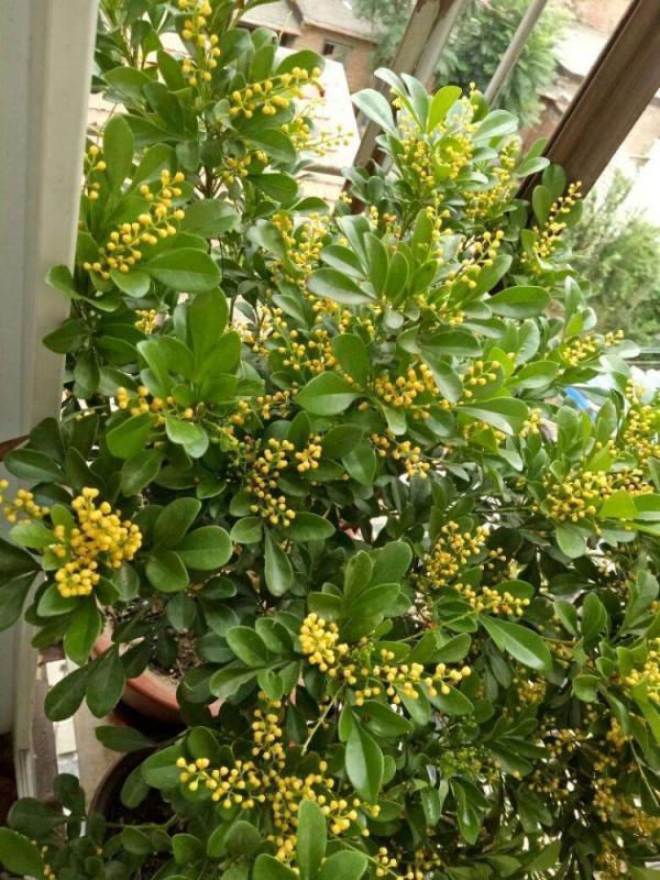 7種“嬌氣花”，10度還不拿屋裡去，幾天就凍死，只剩空花盆