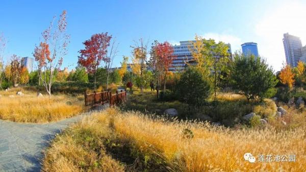 【FENG景】創森動態 | 蓮花池公園多彩的秋天