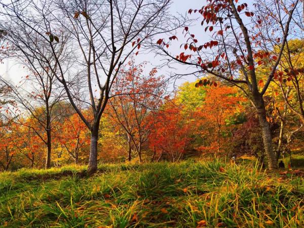 北京玉淵潭公園：如詩如畫的秋日美景