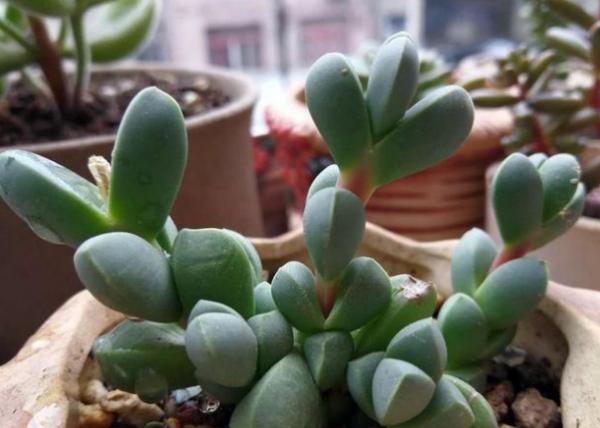 長得像動物的5種多肉，簡直萌翻天了，讓你一眼就愛上