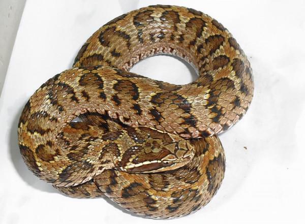 短尾蝮：中國十大毒蛇之一，平平無奇的“土蛇”，咬傷率卻是最高