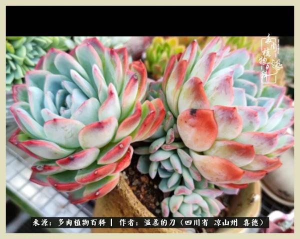 風吹過的夏天,你是仙子落凡間 風吹過的夏天,你是仙子落凡間