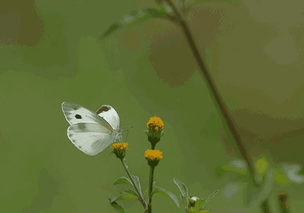 道的三層含義:良心、自然、謙虛,你悟透了哪一點? 道的三層含義:良心、自然、謙虛,你悟透了哪一點?